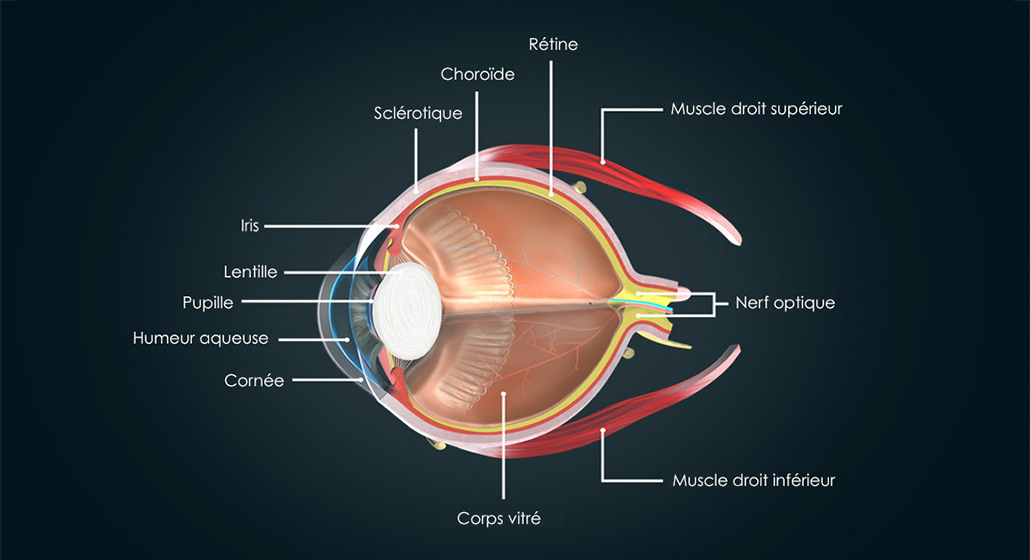  diagramme de l'oeil montrant différents détails
