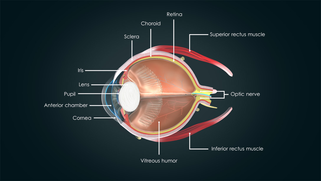 parts of the human eye: Retina, Choroid, Sclera, Iris, Lens, Pupil, Anterior chamber, Cornea, Vitreous humor, Inferior rectus muscle, Optic nerve, Superior rectus muscle